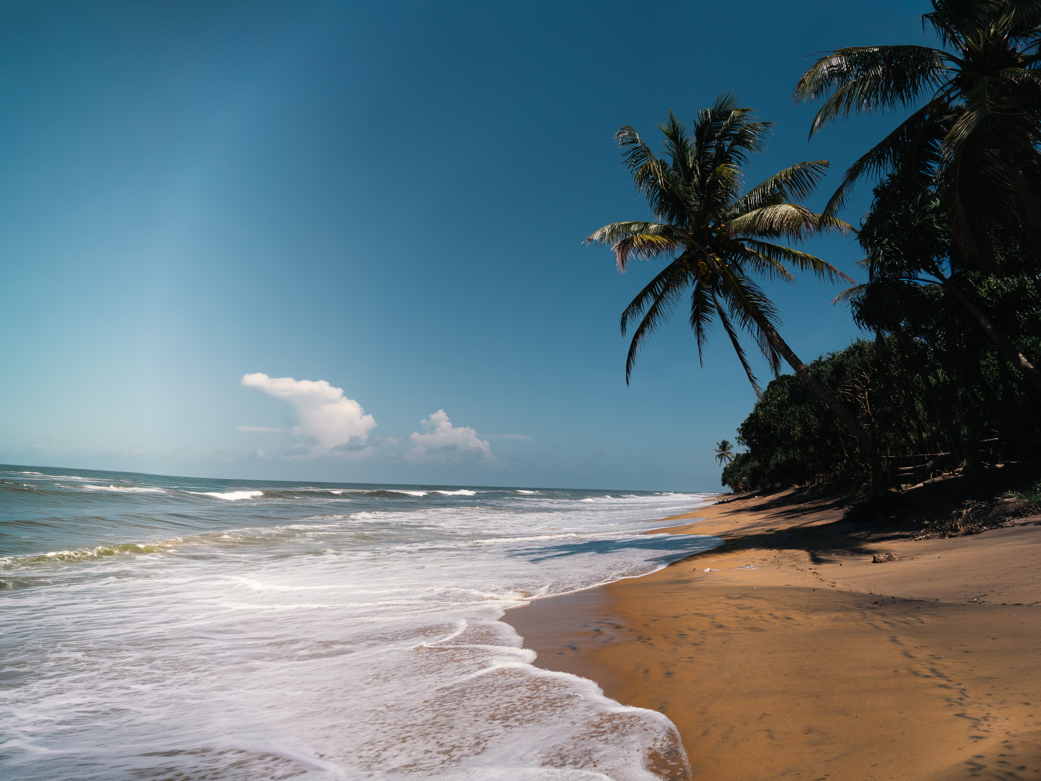 Bentota beach with tropical coconut palms, Sri Lanka